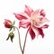 Minimalist Pink Columbine With Rose On White Background