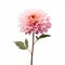 Minimalist Pink Dahlia On White Background