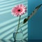 Minimalist pink flower in a glass vase with shadows.