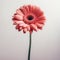 Minimalist Pink Gerbera Daisy On White Background