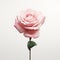 Minimalist Pink Rose 3d Model - Gabriel Isak Inspired