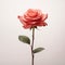 Minimalist Pink Rose Stem: Bella Kotak Style Uhd Image