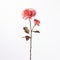 Minimalist Pink Rose Stem On White Background