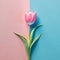 Minimalist pink tulip on a blue and pink background.