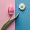 Minimalist pink tulip and daisy on a pink and blue background.