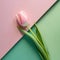 Minimalist pink tulip on a green and pink background.