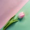 Minimalist pink tulip on a green and pink background.