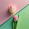 Minimalist pink tulips on a green and pink background.