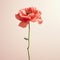 Minimalist Poppy: Hyper-realistic Still Life With Clever Juxtapositions