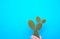 Minimalist prickly pear with green water background and shadow