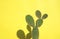 Minimalist prickly pear in the sun with yellow background and shadow