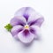 Minimalist Purple Pansy Flower On White Background
