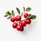 Minimalist Red Berries On White Background Stock Photo With Danish Design Style