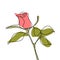 minimalist rose hand drawn single line continuous style with color