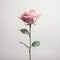 Minimalist Rose: A Photorealistic Depiction Of Grace And Simplicity