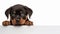 Minimalist Rottweiler Puppy: A Critique Of Consumer Culture