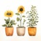 Minimalist Rustic Southwest Sunflower Watercolor Illustration With Potted Plants