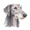 Minimalist Scottish Deerhound Watercolor Painting in Soft Pastel Colors for Wall Art.