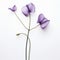 Minimalist Sculptor Inspired: Three Purple Flowers On White Background