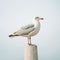 Minimalist Seagull Portrait On A Pole