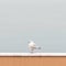 Minimalist Seagull: Urban Minimalism Photography In 32k