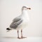 Minimalist Seagull On White Background - Uhd Image
