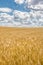 Minimalist shot of barley field under beautiful blue sky