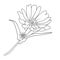 minimalist simple aster flower tattoo, Virgo September flower tattoo, aster Virgo September flower tattoo