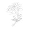 minimalist simple chrysanthemum tattoo, outline dahlia flower vector art, simple dhaba flower illustration