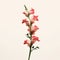 Minimalist Snapdragons With Rose On White Background