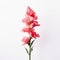 Minimalist Snapdragons With Rose On White Background