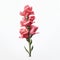 Minimalist Snapdragons With Rose On White Background