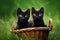 Minimalist Southern Countryside: Exotic Black Kittens in a Basket on Grass (AI Generated)