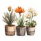 Minimalist Southwest Crocus Watercolor Illustration With Potted Flowers