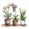 Minimalist Southwest Orchid Watercolor Illustration With Three Pots