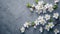 Minimalist Spring Concept: White Flowers Composition on Gray Background AI Generated