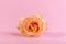 Minimalist still life with single gentle pink rose against a color background.