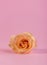 Minimalist still life with single gentle pink rose against a color background.