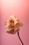 Minimalist still life with single gentle pink rose against a color background.