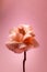 Minimalist still life with single gentle pink rose against a color background.