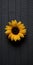 Minimalist Sunflower On Dark Gray Surface Sustainable Design Photography