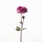 Minimalist Surrealist Single Lilac Purple Rose In Glass