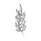 Minimalist tattoo branch foliage line art herb and leaves