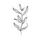 Minimalist tattoo line art herb and leaves rustic