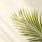 Minimalist tropical leaf against a empty wall, illuminated by great light and shadow