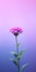 Minimalist Ultraviolet Verbena Mobile Wallpaper For Premium And Samsung Qn900a