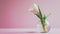 minimalist wallpaper, tulip flower in a clear glass vase, large copyspace area