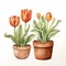 Minimalist Watercolor Illustration Of Rustic Southwest Tulip Pots