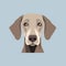 Minimalist Weimaraner Face On Blue Background