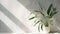 Minimalist White Plant On Concrete Wall: Ultra Photorealistic Tropical Symbolism